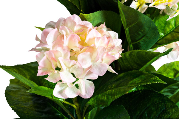 Гортензия бело-розовая в горшке 29BJ-919-63